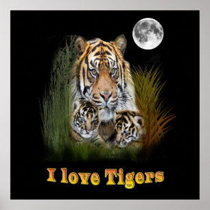 Poster Tigre et petits