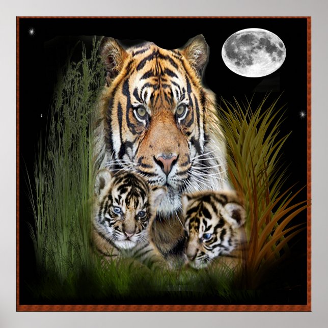 Poster tigre et petits (Devant)