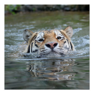 Poster Tigre_Natation