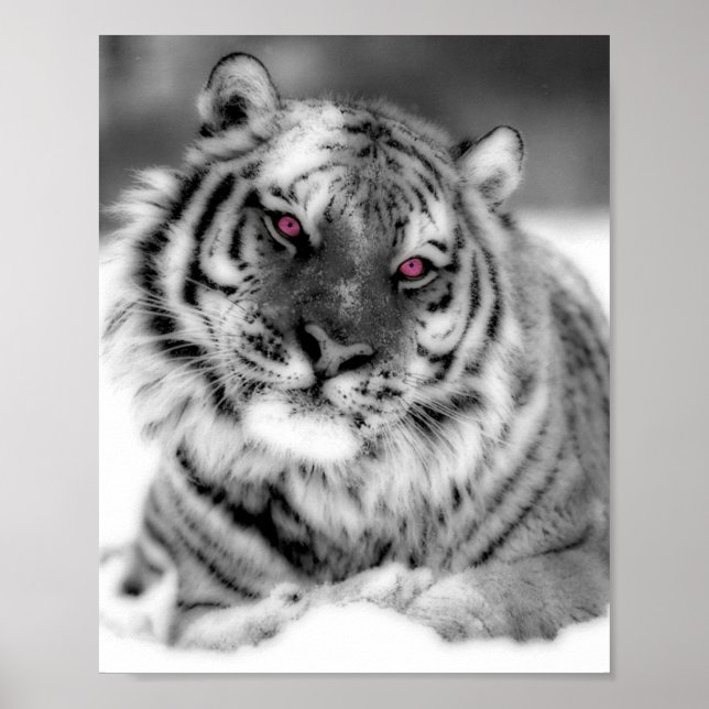 Poster Tigre observé par rose (Devant)