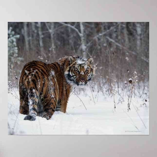 Poster Tigre (Panthera tigris) debout dans la neige profo (Devant)