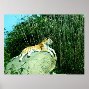 Poster Tigre relaxant