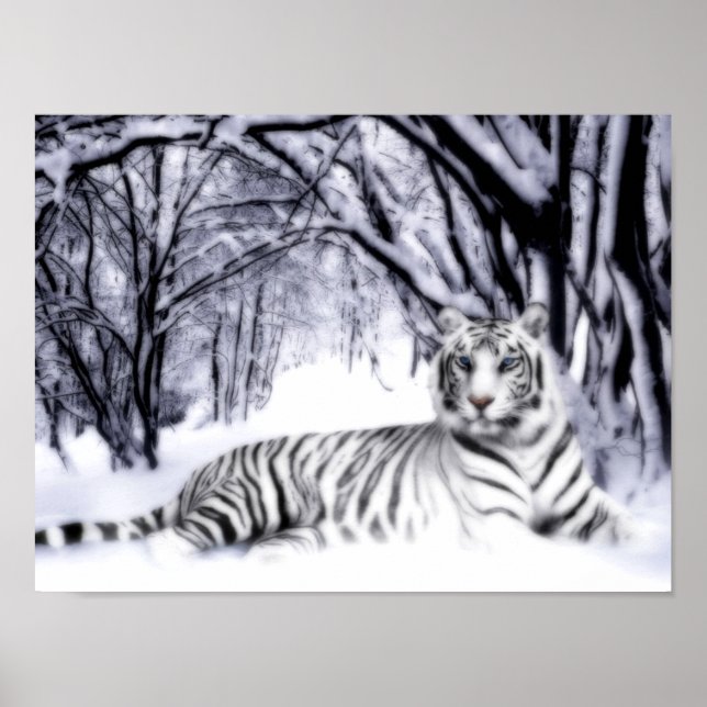 Poster TigreBlanc (Devant)