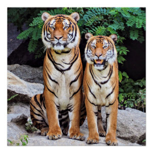 Poster Tigres, mâles et femelles,