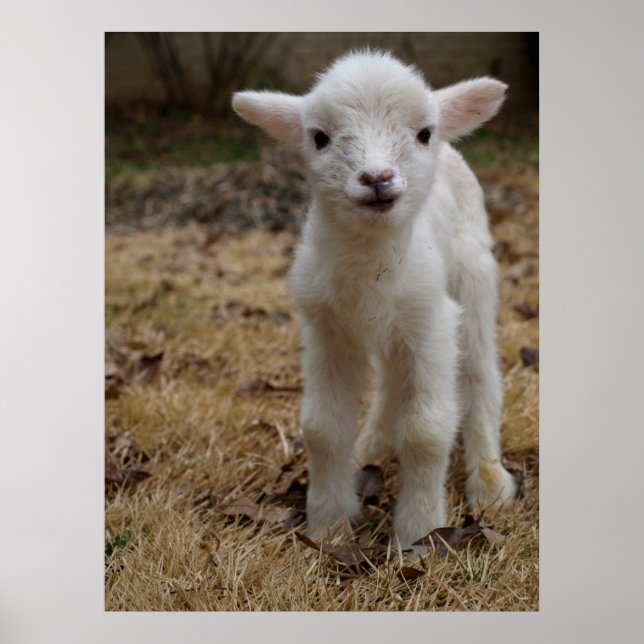 Poster Timmy the Lamb (Devant)