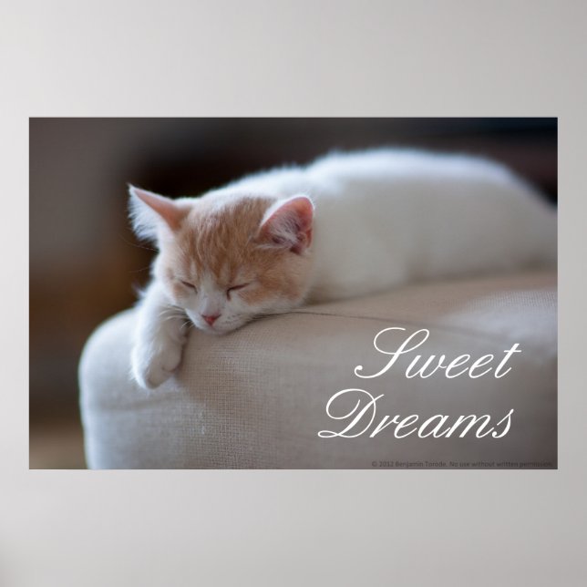 Poster Tired Beige et White Kitten (Devant)