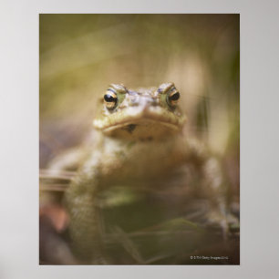 Poster Toad of the Day