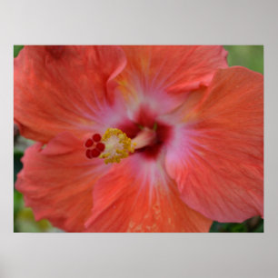Poster Toile d'Hibiscus orange Imprimer