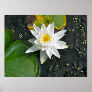 Poster Toile Imprimer Lit d'eau blanche