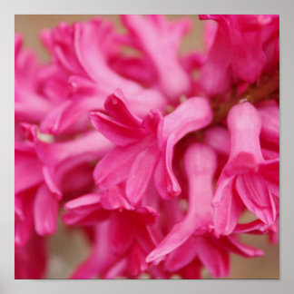 Poster Toile rose Hyacinth