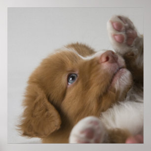 Poster Toller Puppy
