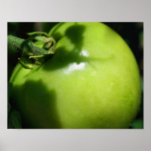 Poster Tomate du jardin vert