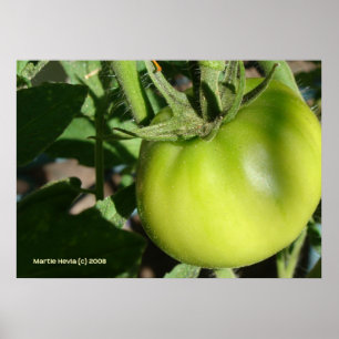 Poster Tomate verte