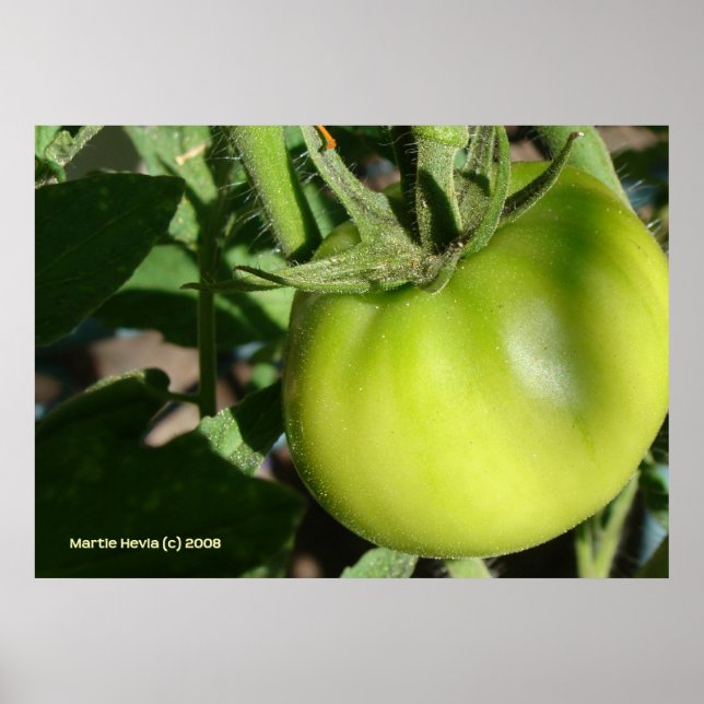 Poster Tomate verte (Devant)