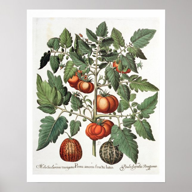 Poster Tomatoes and Melons: 1.Poma amoris fructu luteo; 2 (Devant)