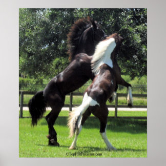 Poster TopHatFriesians.com
