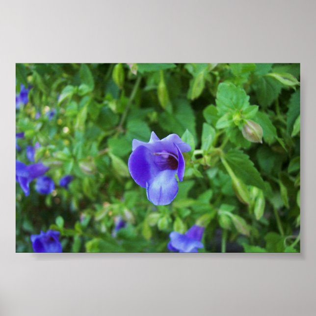 Poster Torenia (Devant)
