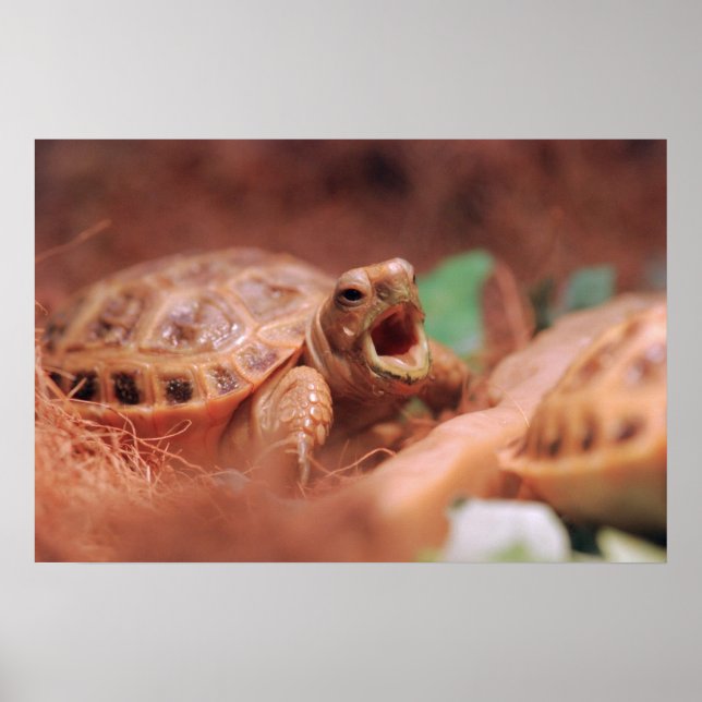 Poster Tortoise (Devant)