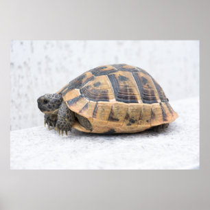Poster Tortue