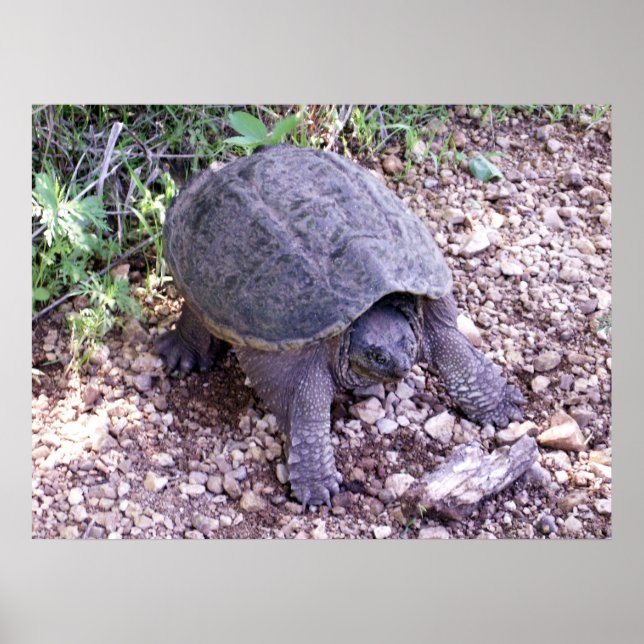 Poster Tortue 1 (Devant)