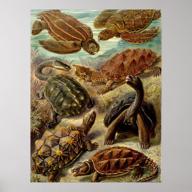 Poster Tortue (Chelonia) par Haeckel (Devant)