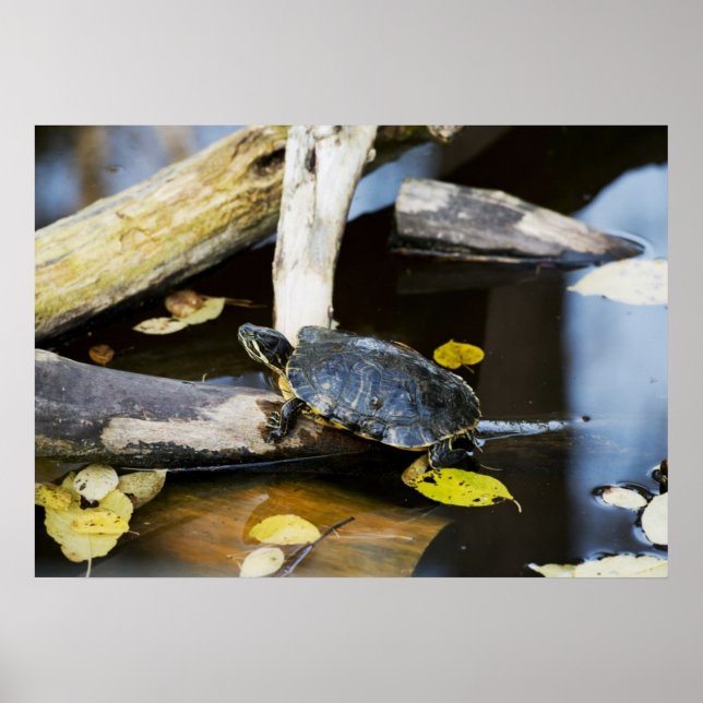 Poster Tortue de l'étang dans la nature (Devant)