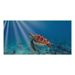 Poster Tortue de mer