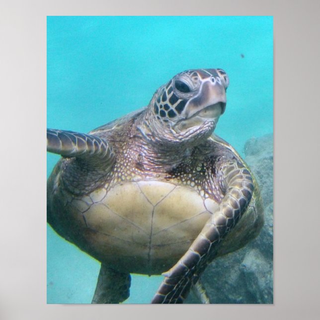 Poster Tortue de mer d'Hawaii (Devant)