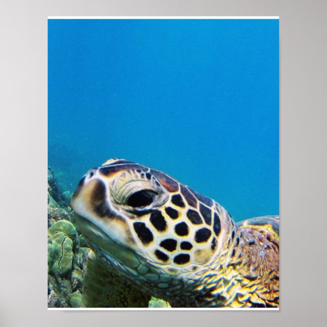 Poster Tortue de mer d'Hawaii (Devant)