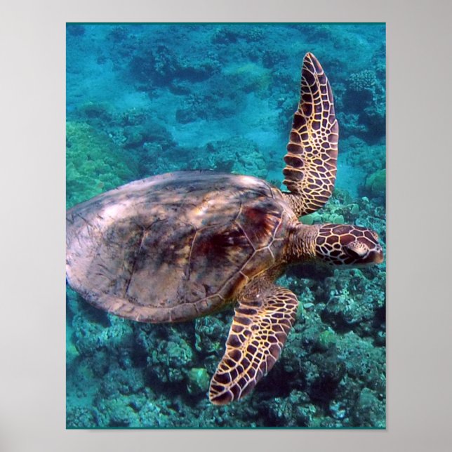 Poster Tortue de mer d'Hawaii (Devant)