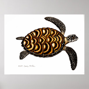 Poster Tortue de mer Hawksbill