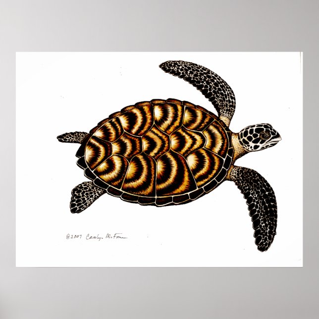 Poster Tortue de mer Hawksbill (Devant)