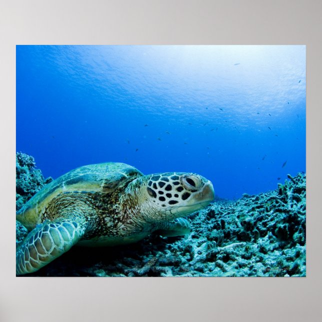 Poster Tortue de mer reposant sous l'eau (Devant)
