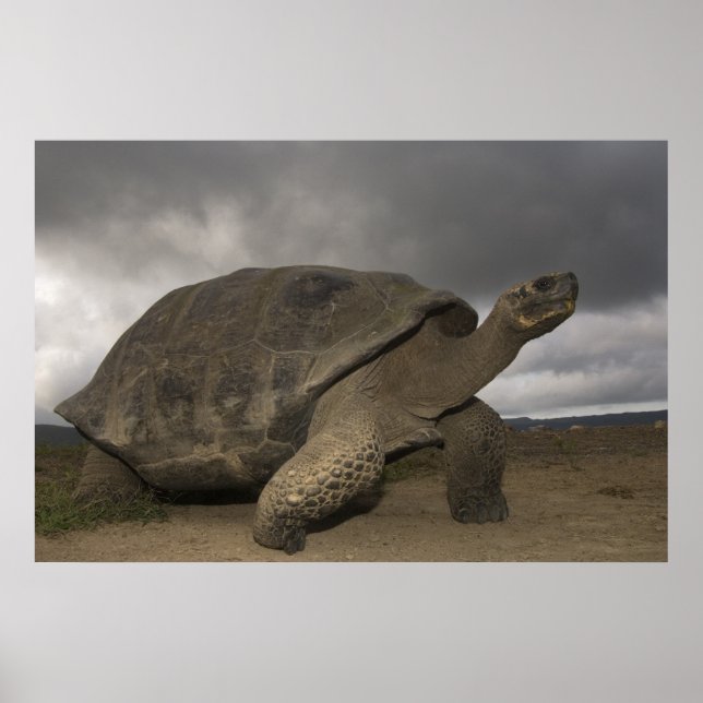 Poster Tortue géante des Galapagos Geochelone (Devant)