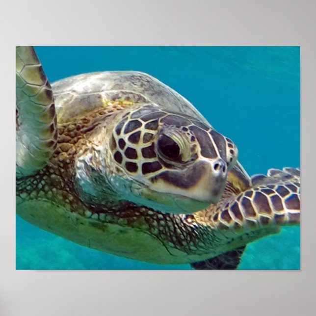 Poster Tortue marine des îles Hawaii (Devant)