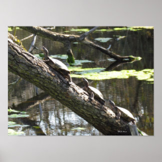 Poster - Tortues d'étang