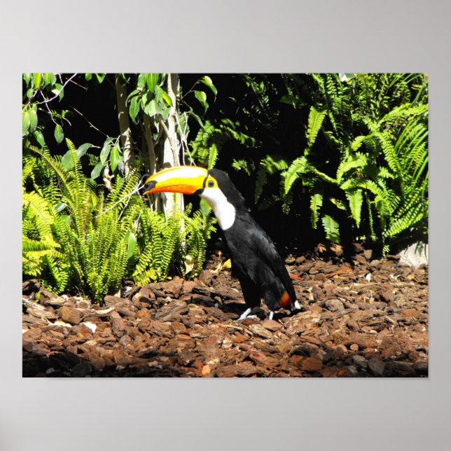 Poster Toucan in Spain (Devant)