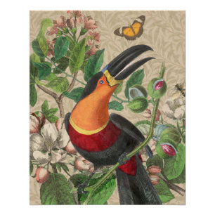 Poster Toucan Jungle Oiseau Tropical Beau Antique