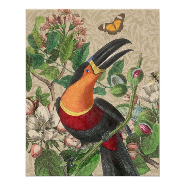 Poster Toucan Jungle Oiseau Tropical Beau Antique (Devant)