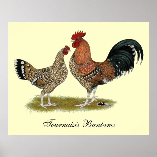 Poster Tournaisis Bantams (Devant)