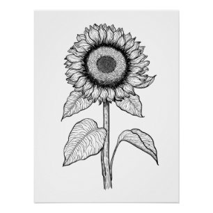 Poster Tournesol