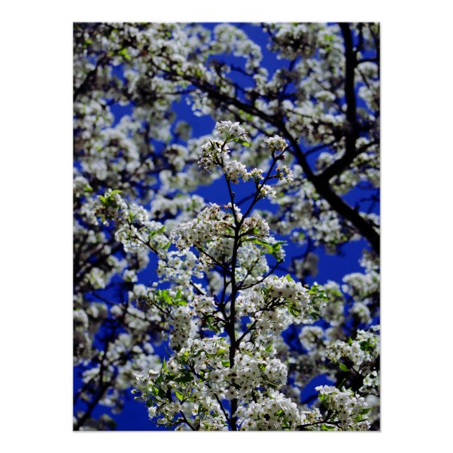 Poster Tournesol (Devant)