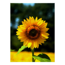 Tournesol