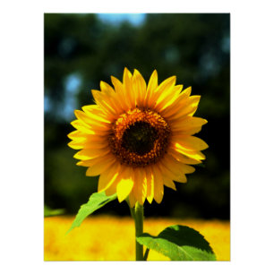 Poster Tournesol