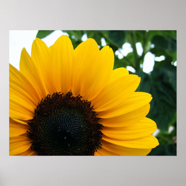 Poster Tournesol (Devant)