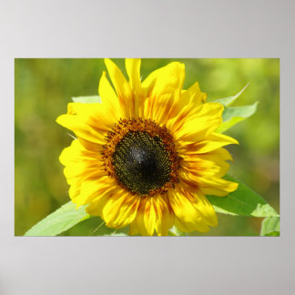 Poster Tournesol