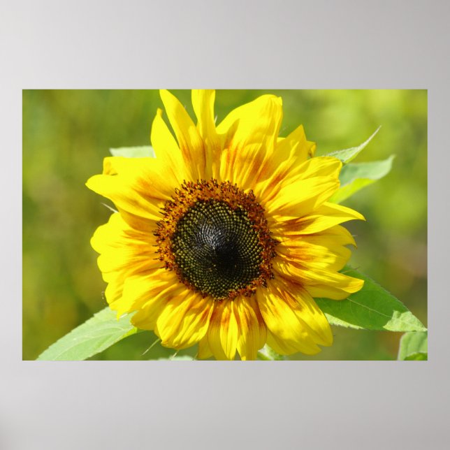 Poster Tournesol (Devant)
