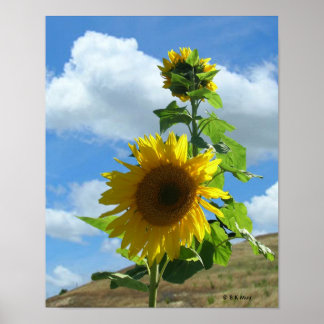 Poster - Tournesol