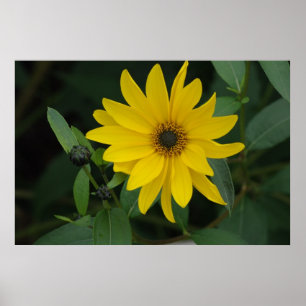 Poster Tournesol