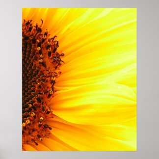 Poster Tournesol